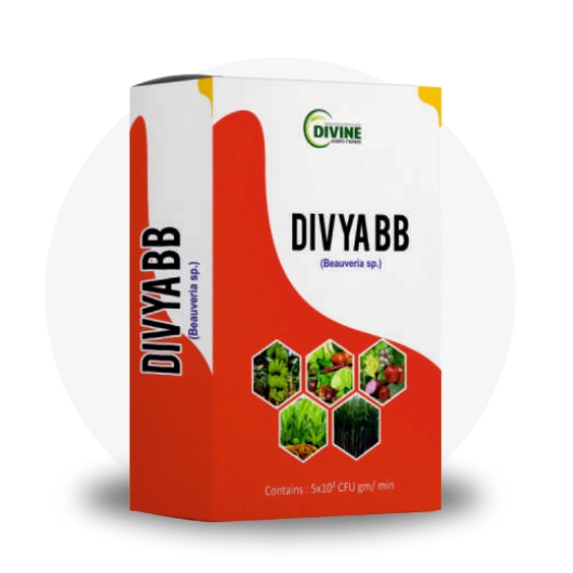 Divya BB
